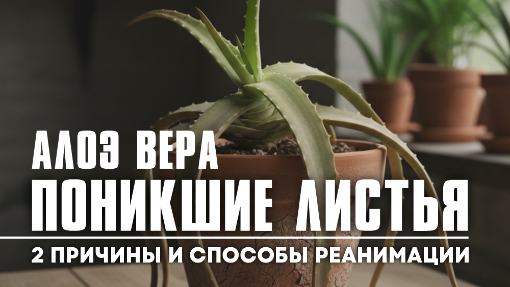 Картинка для обложки статьи.