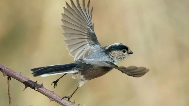 Изображение взято из открытого источника