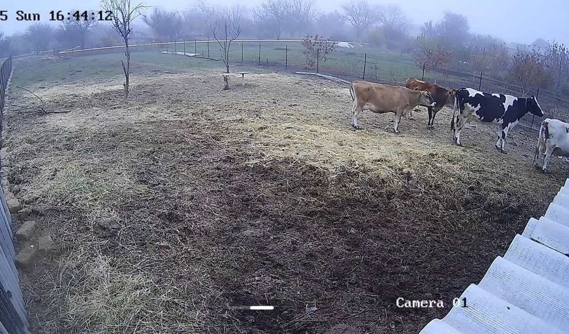 фото только с камер, стоят в очереди смотрят в калитку на меня, как я сено ношу в коровник