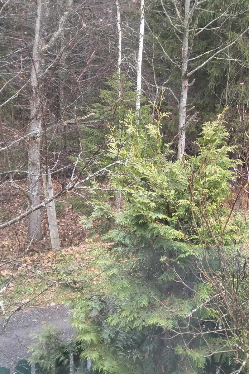 Лес совсем рядом с участками СНТ. Расстояние между заборами всего 7,5 метров.