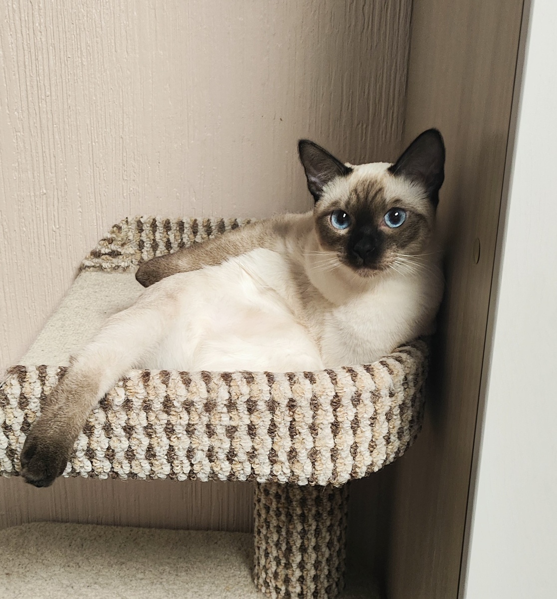 Афина Великолепная