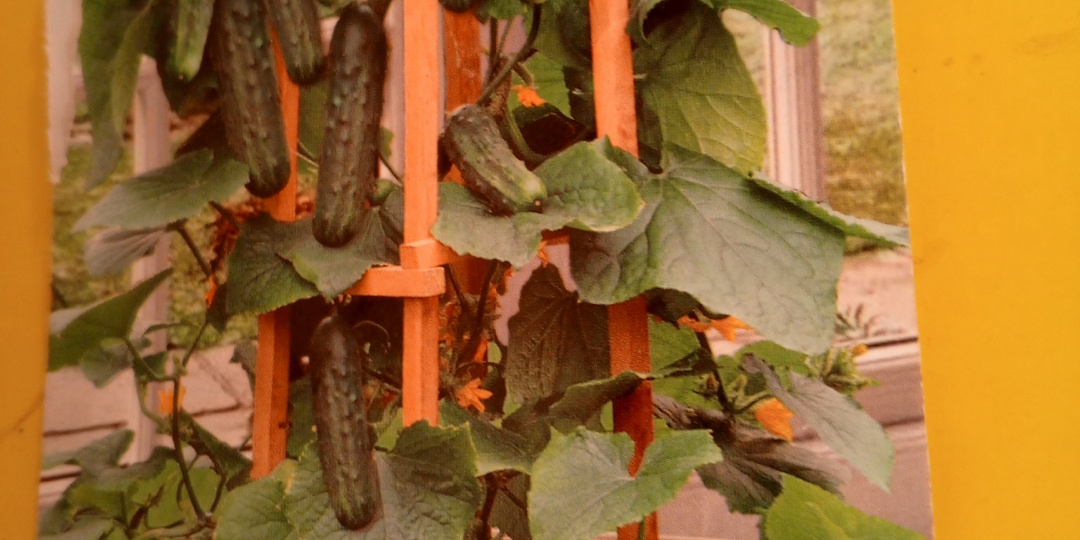 Жду снега,никуда не выйти с таким гололедом!