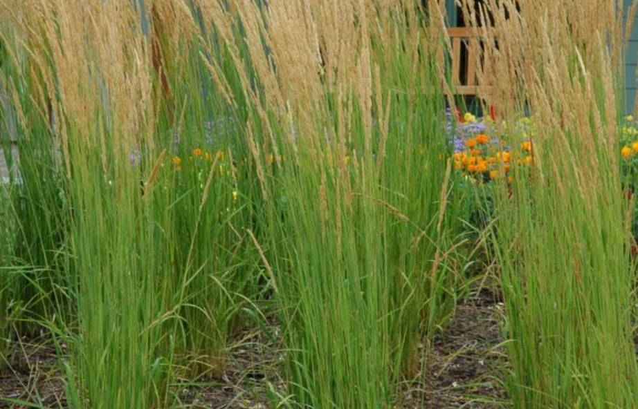 Вейник остроцветковый