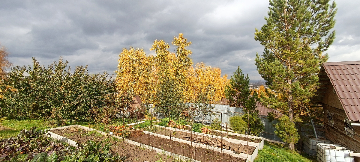 Соседство садовых, декоративных и диких деревьев