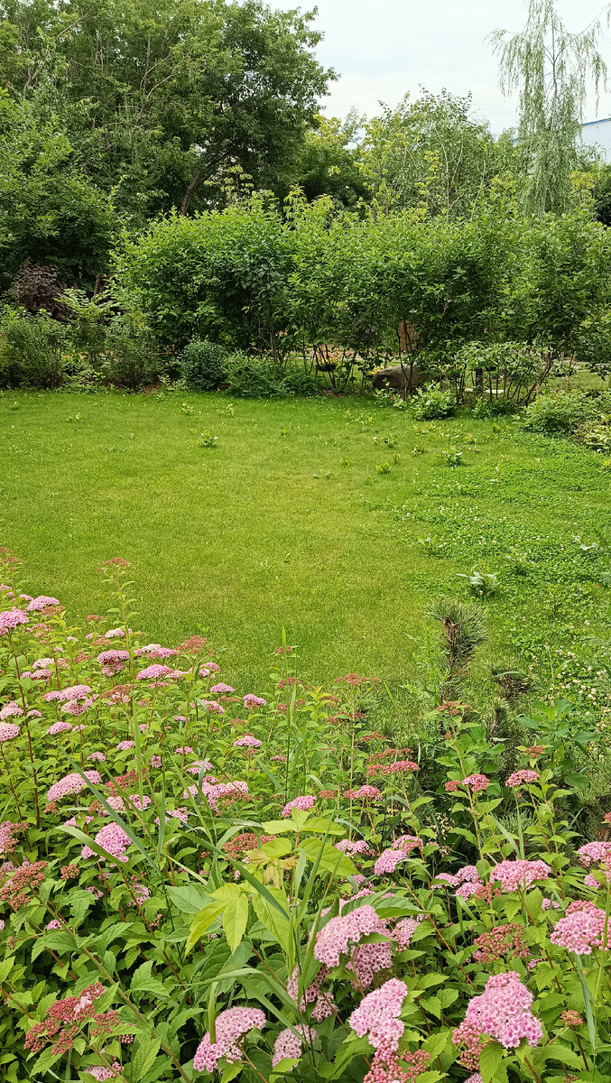 На газоне хаотичная поросль мелких кустов - это молодые побеги от корней тополя, представляете какие масштабы и расстояния его разрастания.