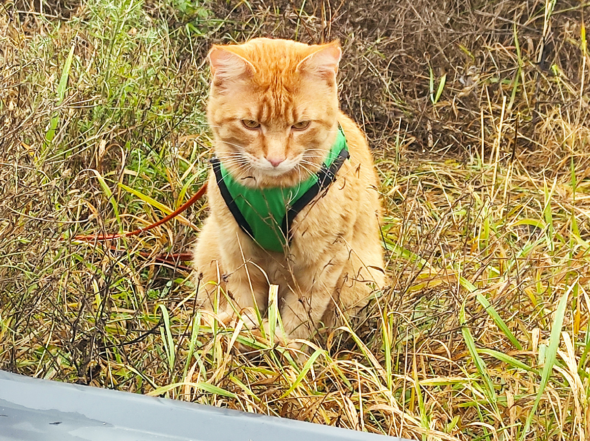 Вот так он может сидеть час!!!