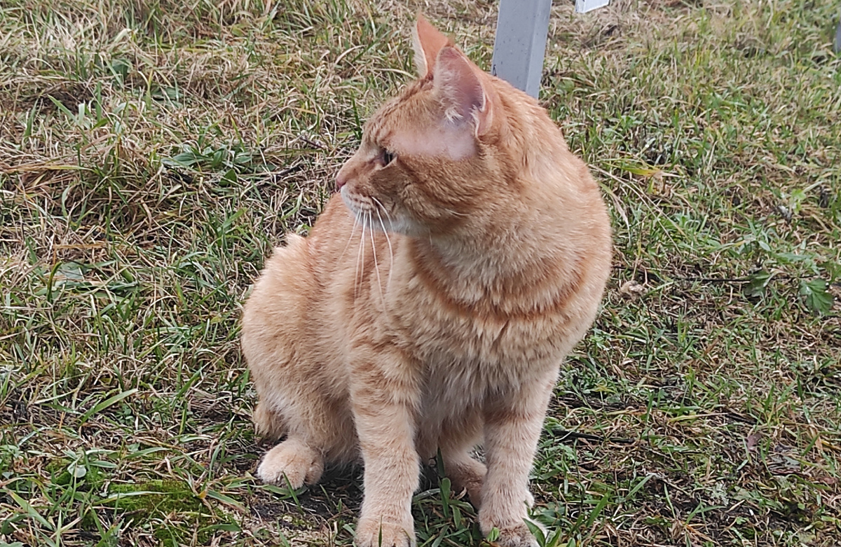 Ой, чё деется