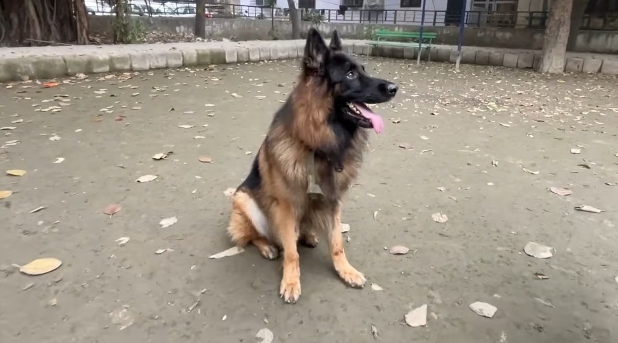 Маленький щенок стал взрослым псом.