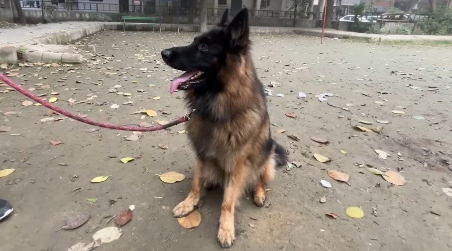 Обучение дало хорошие результаты.