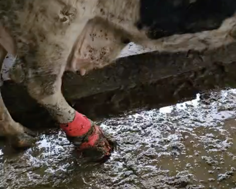 Повязка га копыте - как делать нельзя.