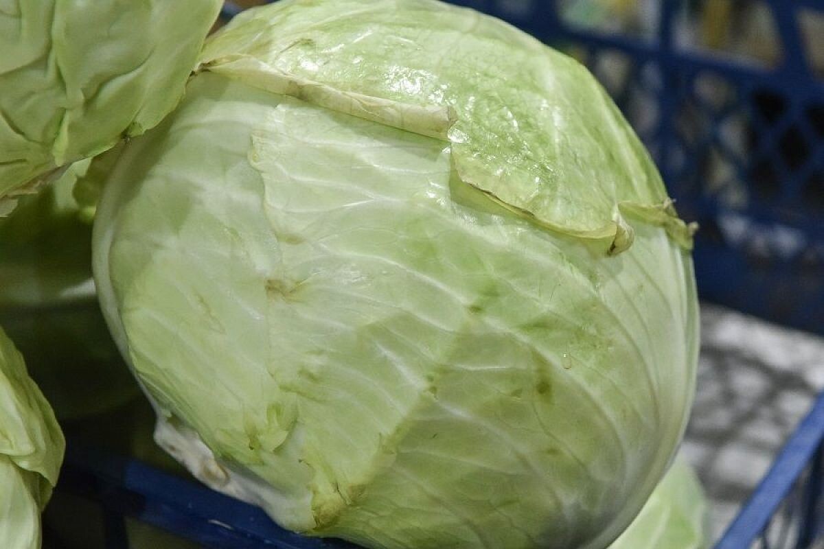    Иногда кочан капусты, кажущийся идеальным, внутри может быть вообще несъедобным.