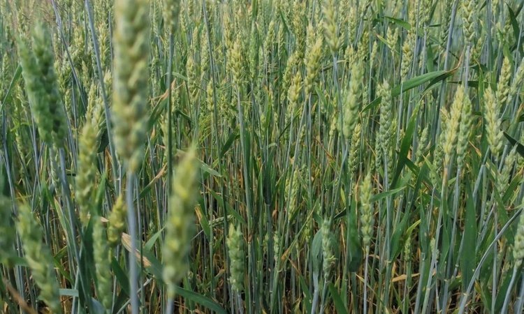    Фото: Лукьянов Дмитрий, AgroXXI.ru