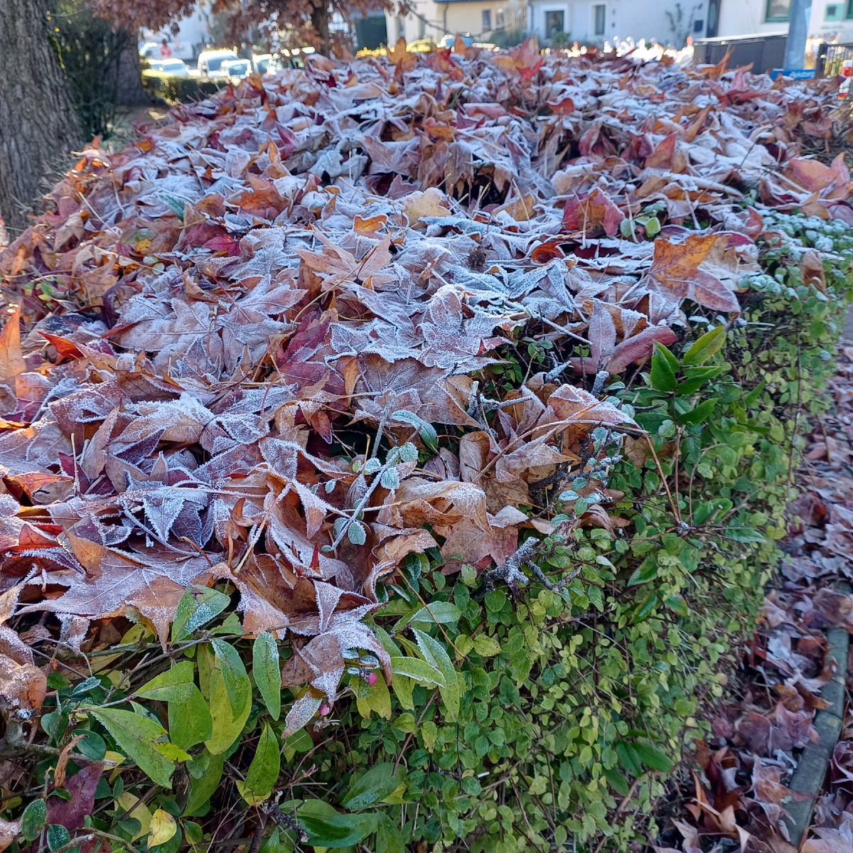 Фото автора. Возле нашего дома.