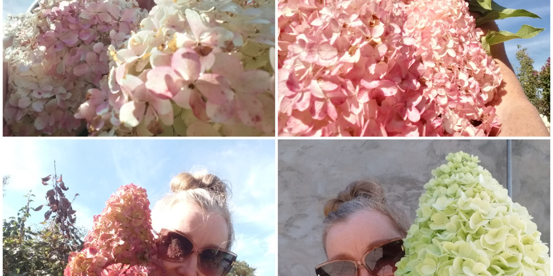 ПОДКОРМКИ ГОРТЕНЗИЙ