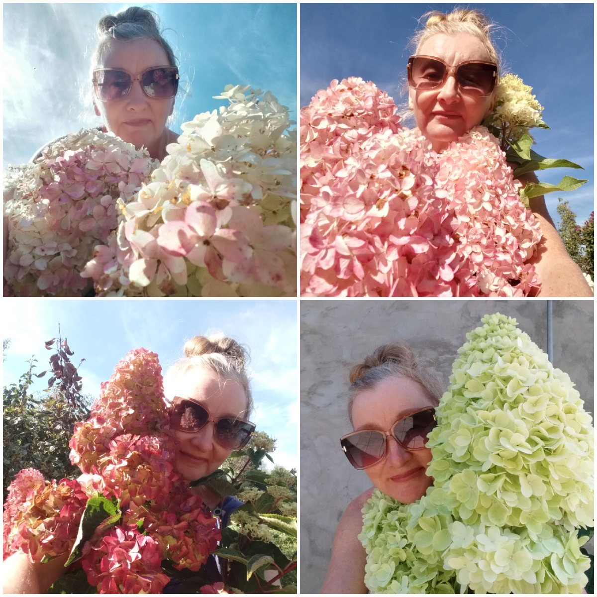 автор с метельчатыми гортензиями