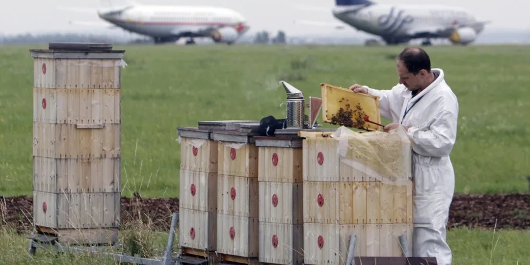 Пасека на аэродроме