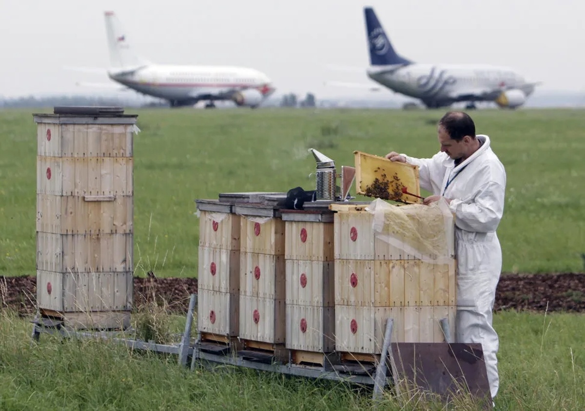 Пасека на аэродроме