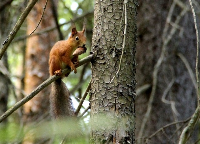Обыкновенная белка в Керженском заповеднике