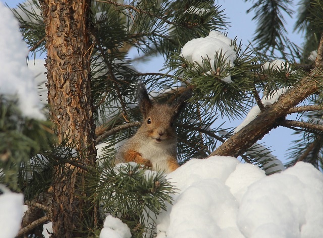 Обыкновенная белка в Керженском заповеднике