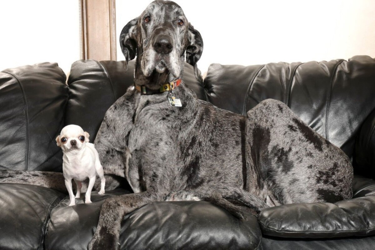 Буква «А» — это Альфа и мощь. Буква «И» — это «ми-ми-ми» и вечное детство.