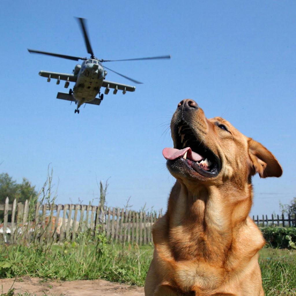 Ессли лает, значит знает. 