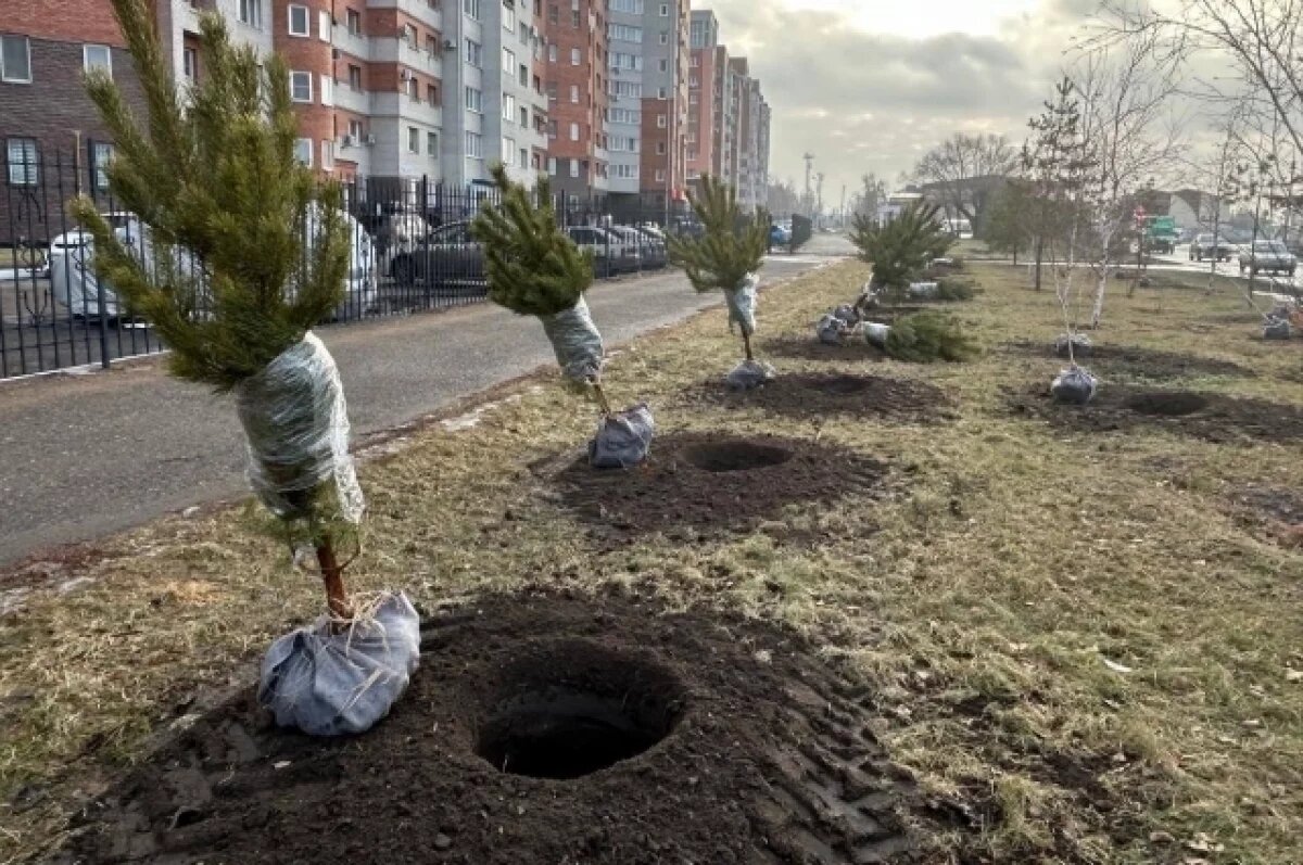    В Омске высадили более 100 хвойных деревьев на улицах города