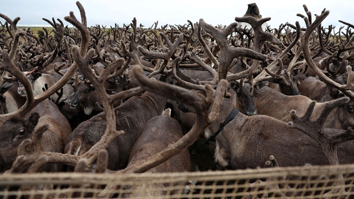    Фото: Андрей Ткачев/«Ямал-Медиа»