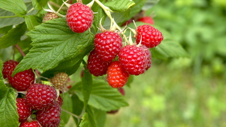 Обрезаю садовую малину дважды за год по Соболеву. Ветки ломятся от ягод