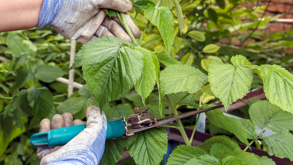 Обрезка малины