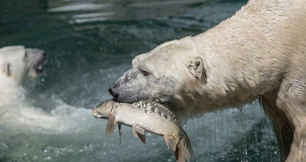 Белому медведю Каю из Новосибирского зоопарка исполнилось 18 лет