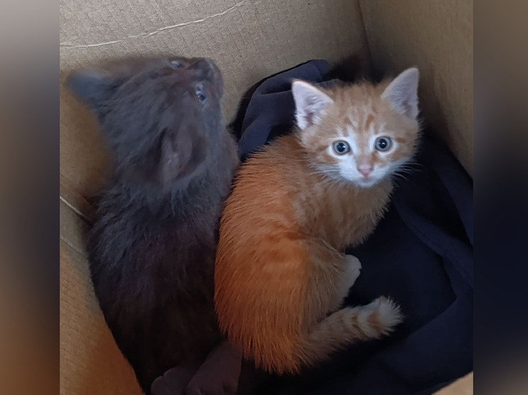    Новгородские приставы нашли хозяев для кошки и двух ее малышей. фото: пресс-служба УФССП РФ по Новгородской области