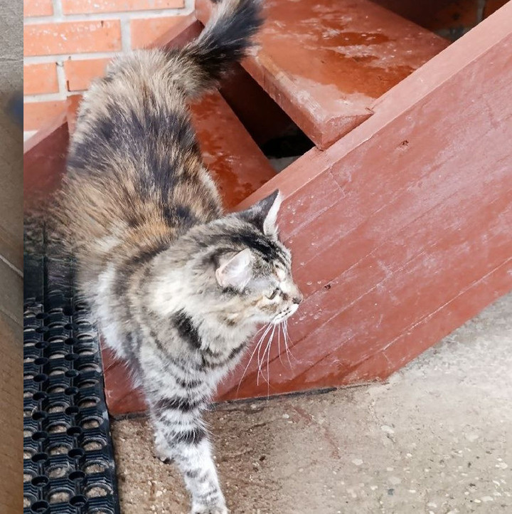     Новгородские приставы нашли хозяев для кошки и двух ее малышей. фото: пресс-служба УФССП РФ по Новгородской области