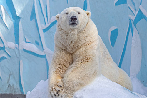    Фото: Новосибирский зоопарк