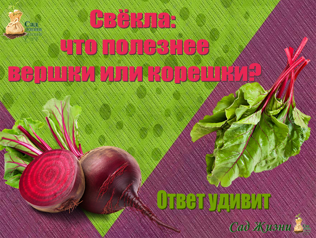 Ешьте свекольные ВЕРШКИ и КОРЕШКИ