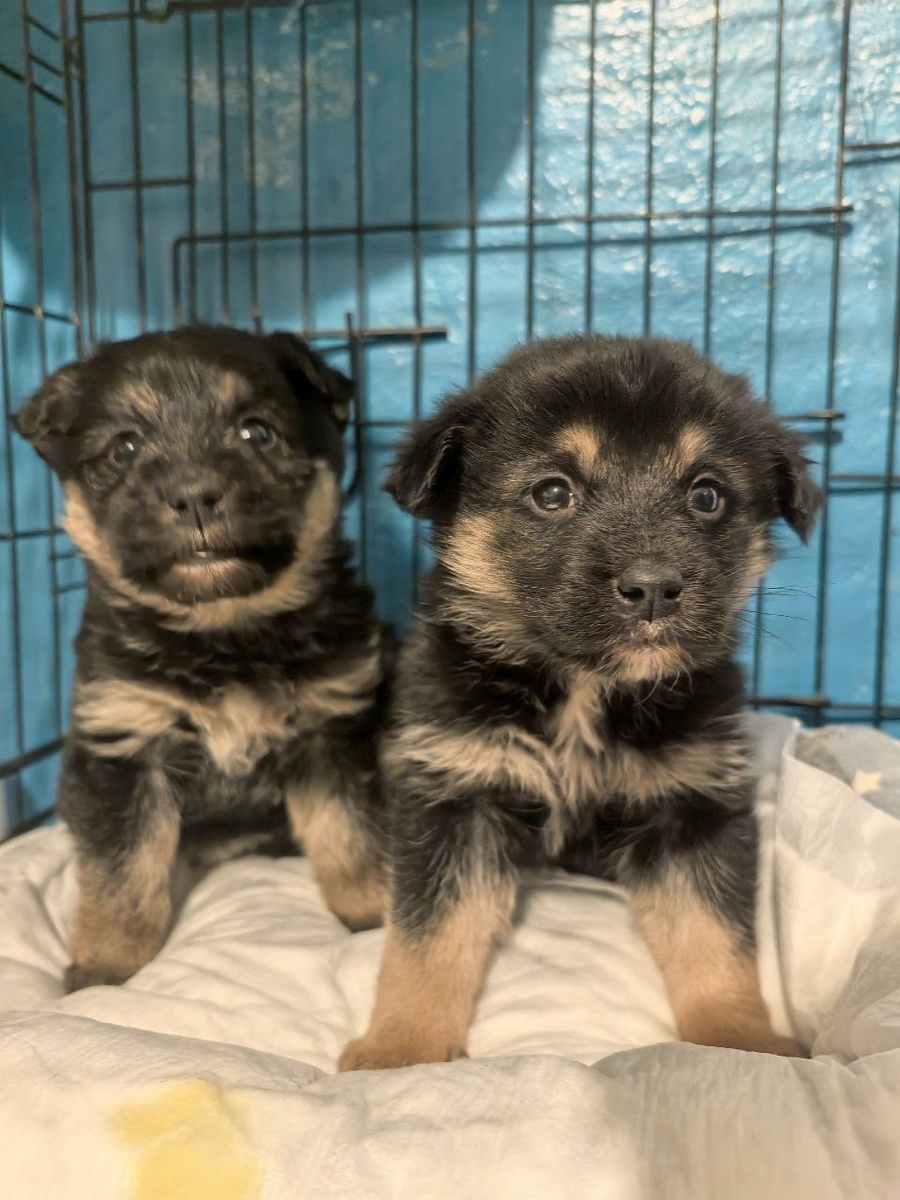 Вот таких малышей Ника выкормила, но сама уже не могла даже пить. Фото из архива автора