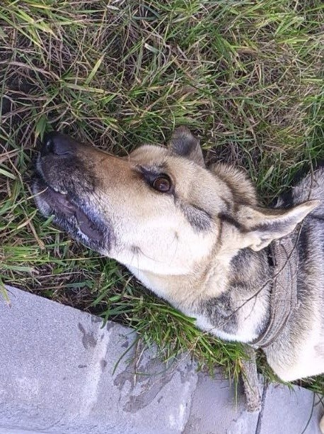 Собака выглядела так, что Дзен не пропускает фотографии. Фото из архива автора