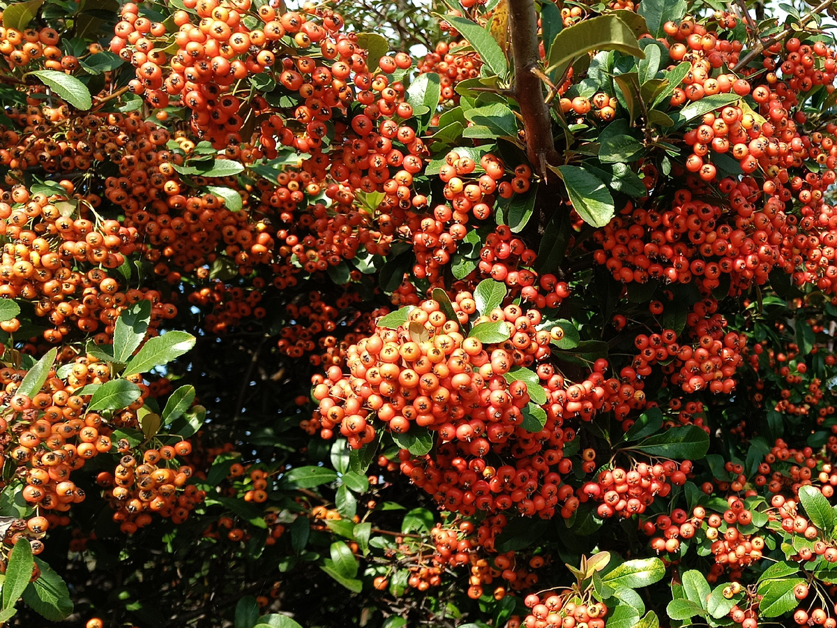 ФТ Сириус, Пираканта, Род колючих вечнозелёных кустарников, ноябрь 2025 года.