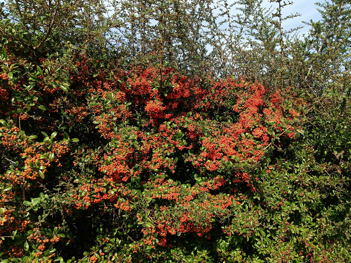 ФТ Сириус, Пираканта, Род колючих вечнозелёных кустарников, ноябрь 2025 года.