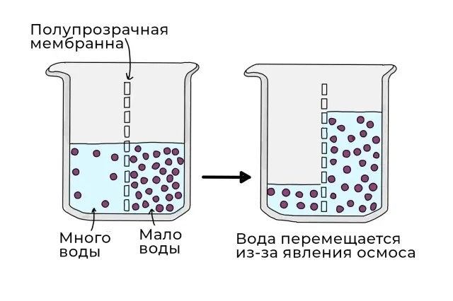 Явление осмоса