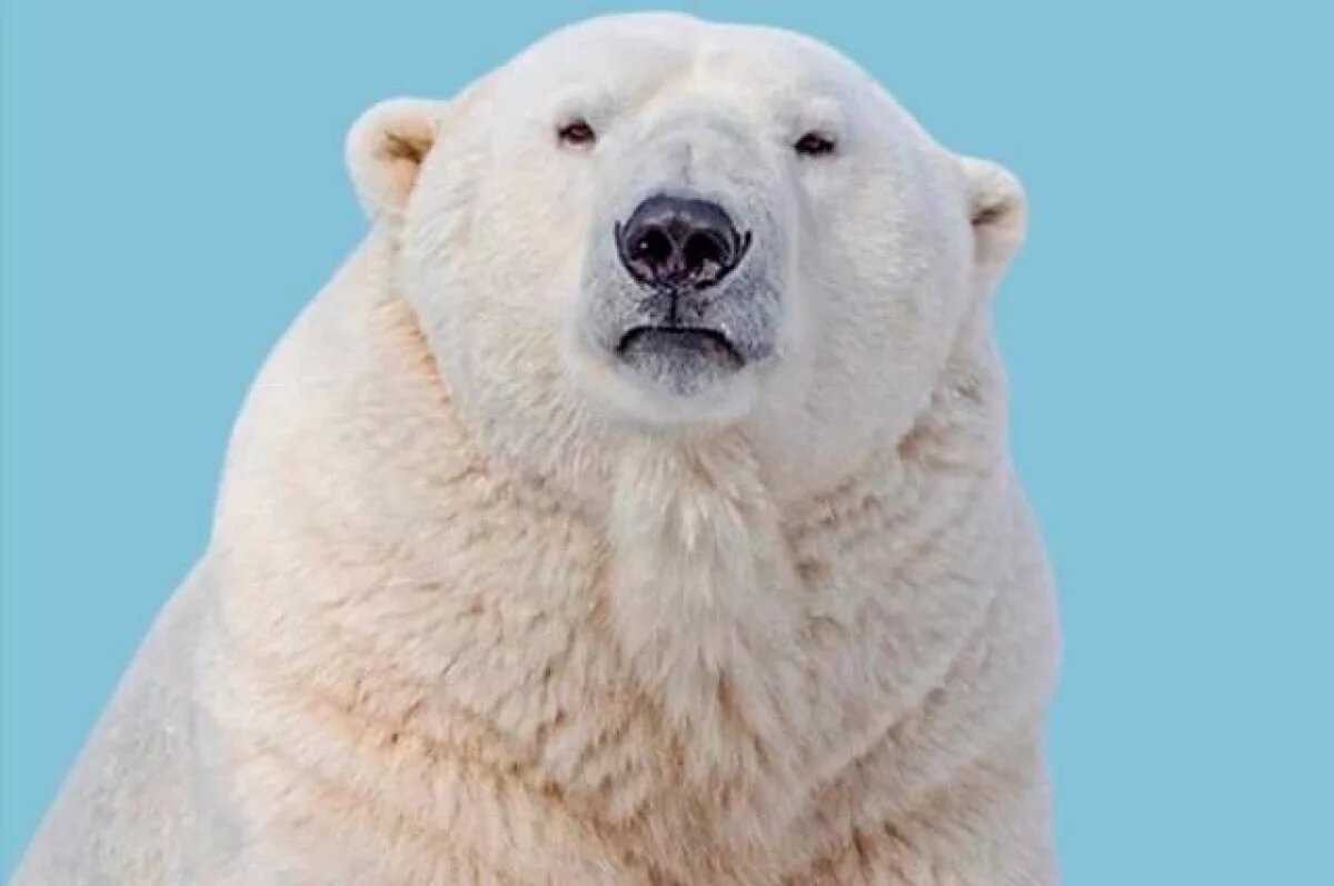    Белый медведь Кай из Новосибирска отмечает 18-летие