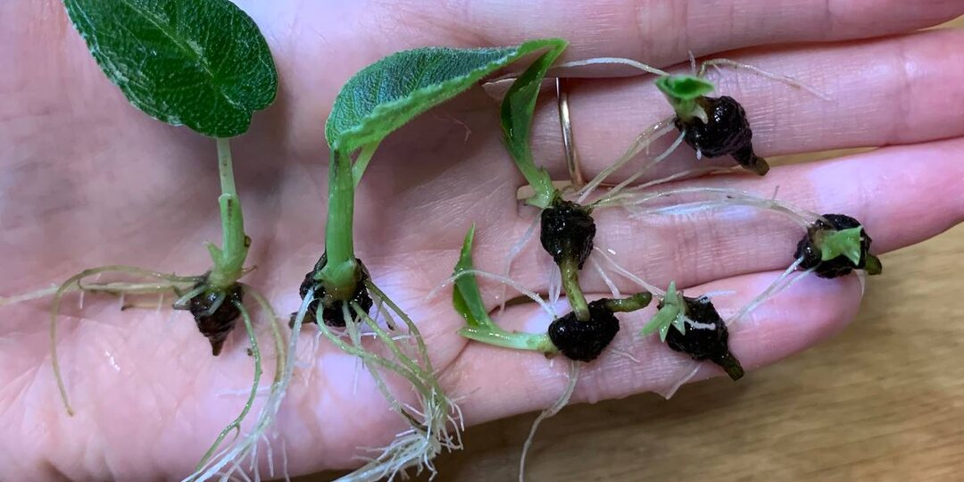 Проращивание клубней алоказий в воде: опыт, плюсы и минусы