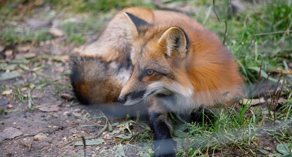    Медиасток.рф