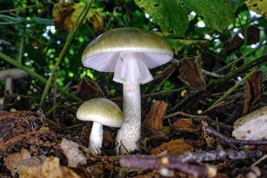 Бледная поганка - самый ядовитый гриб на Земле