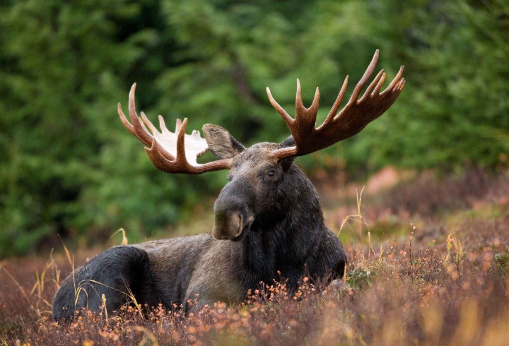 фото: pxhere.com