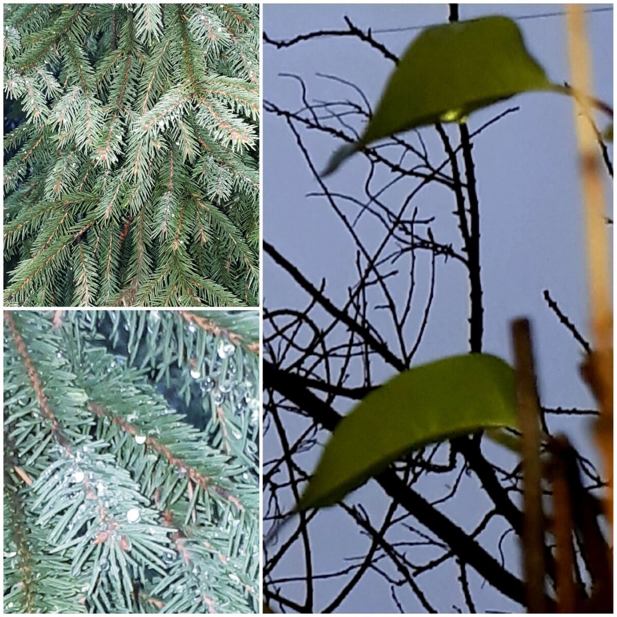 Коллаж автора статьи 27.11.2025г.