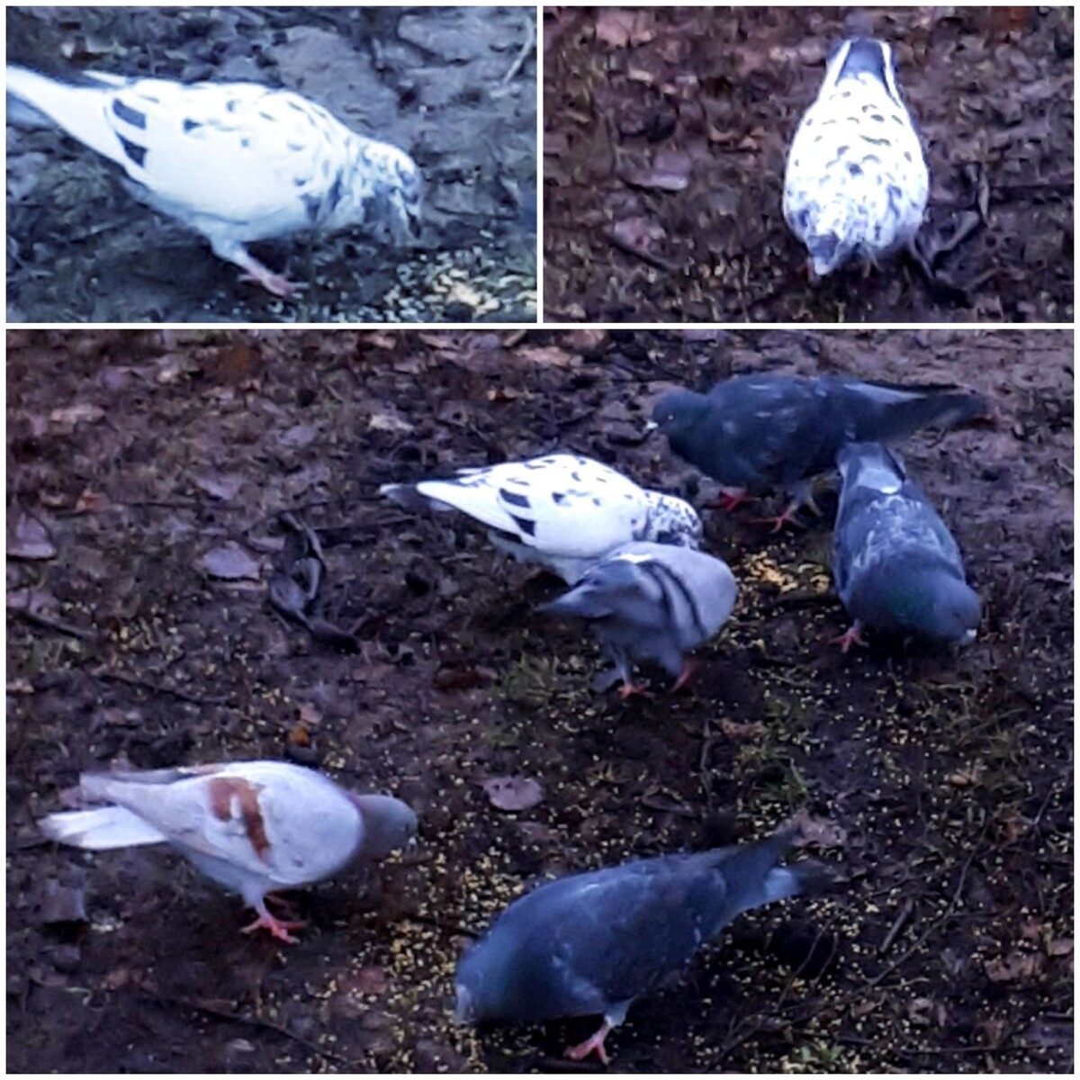 Коллаж автора статьи 27.11.2025г.