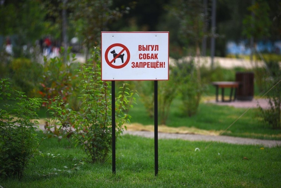     Где не стоит выгуливать собак