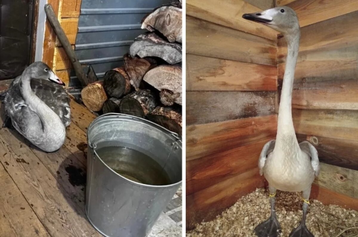    Жители Ванавары спасли вмерзшего в лед краснокнижного лебедя