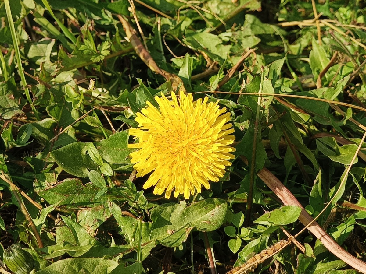 ФИ Сириус, ноябрь 2025 года