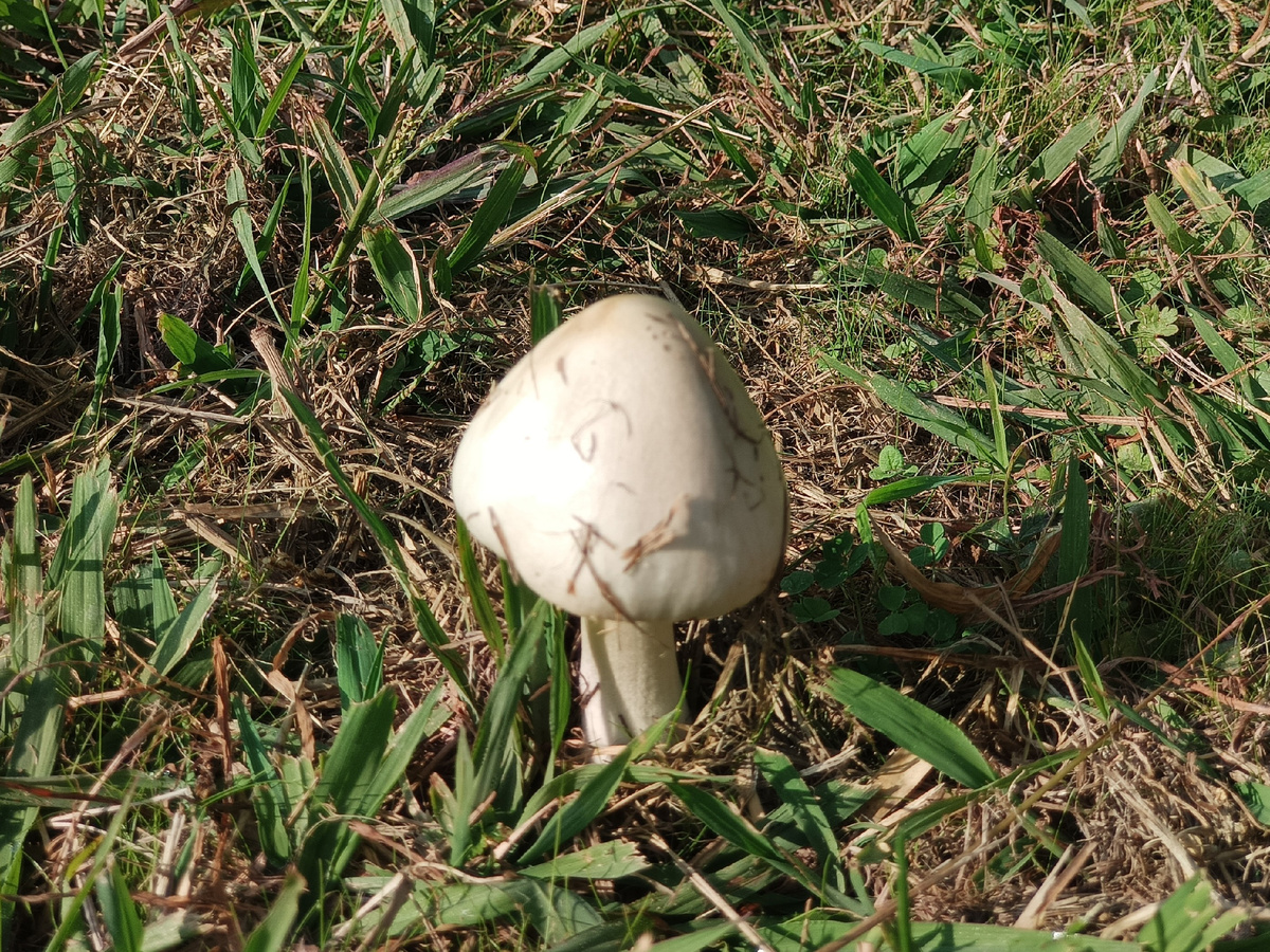 ФИ Сириус, ноябрь 2025 года